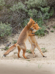 red fox vulpes playing