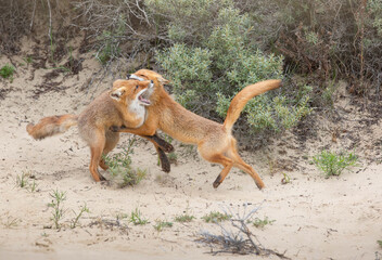 red foxes playing