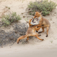 red fox vulpes playing