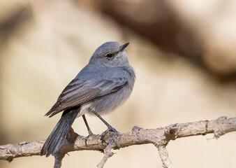 Zwartstaart, Blackstart, Cercomela melanura neumanni