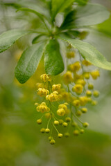 Racemose Inflorescence Of Common Barberry, Sourthorn, Pickingberry Or Barberry Against Green 