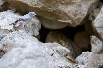 Blackstart, Cercomela melanura ssp. neumanni,