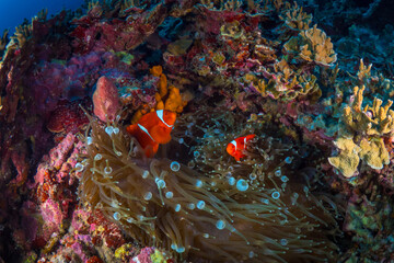 Fototapeta na wymiar Pair of spinecheek clownfish swim around their anemone (Premnas biaculeatus)