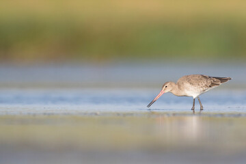 Grutto, Black-tailed Godwit, Limosa limosa