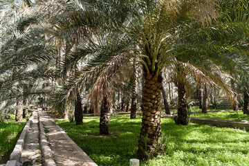 Falaj, an irrigation system, running through the green grass along date palms. Al Hamra, Oman.