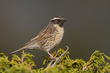 Zwartkeelheggenmus, Black-throated Accentor, Prunella atrogularis huttoni