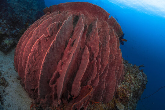 Large pink barrel sponge on coral reef in tropical sea