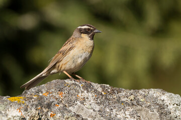 Zwartkeelheggenmus, Black-throated Accentor, Prunella atrogularis huttoni