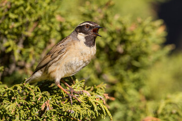 Zwartkeelheggenmus, Black-throated Accentor, Prunella atrogularis huttoni