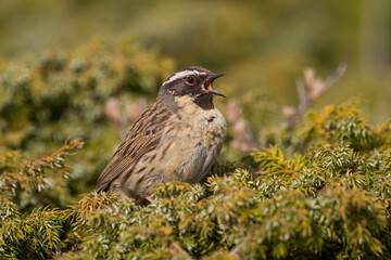 Zwartkeelheggenmus, Black-throated Accentor, Prunella atrogularis huttoni