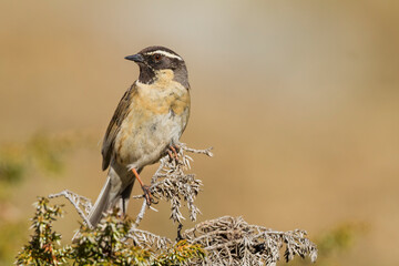 Naklejka premium Zwartkeelheggenmus, Black-throated Accentor, Prunella atrogularis huttoni