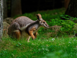 Closeup shot of a small wallaby on a fresh forest meadow
