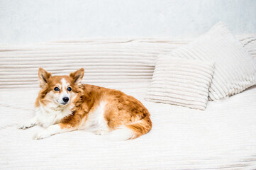 Portrait of a ginger dog on a bed with pillows close-up