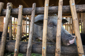 close up black native indigenous pig in simply stall