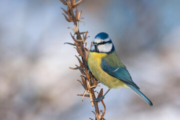 Fototapeta premium Pimpelmees, Blue Tit, Cyanistes caeruleus caeruleus