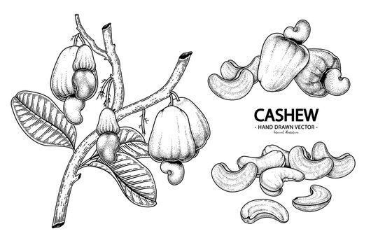 Set of cashew fruit hand drawn elements botanical illustration