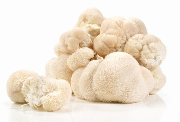 Fresh Hericium Mushroom on white Background - Isolated