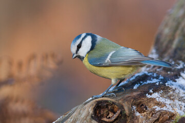 Pimpelmees, Blue Tit, Cyanistes caeruleus caeruleus