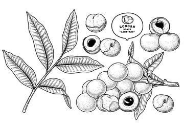 Set of Dimocarpus longan fruit hand drawn elements botanical illustration