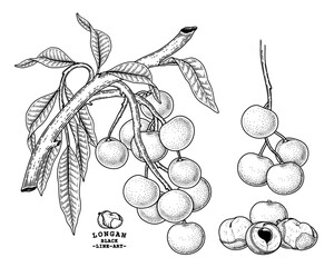 Set of Dimocarpus longan fruit hand drawn elements botanical illustration