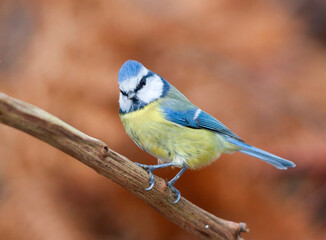 Obraz premium Pimpelmees, Blue Tit, Cyanistes caeruleus caeruleus