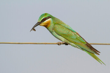 Groene Bijeneter, Blue-cheeked Bee-eater, Merops persicus persicus