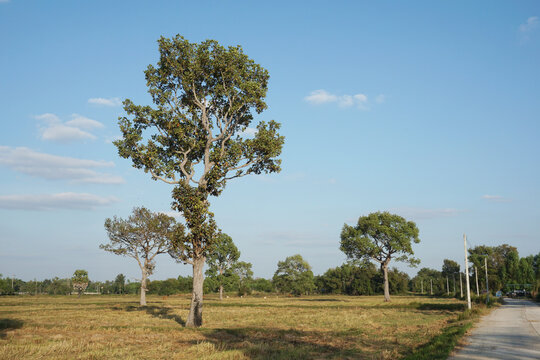 Isolate tree on the field blue sky background.
