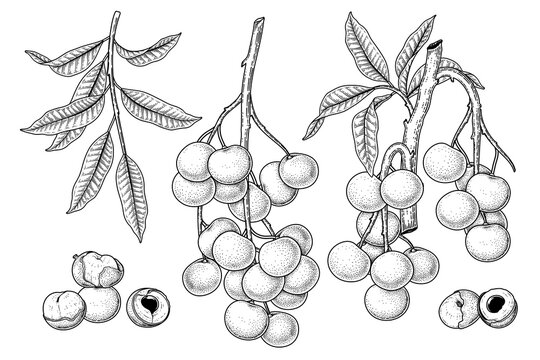 Set of Dimocarpus longan fruit hand drawn elements botanical illustration