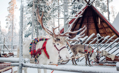 Deer with sledge in winter forest in Rovaniemi, Lapland, Finland