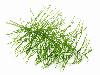 Common Horsetail on white Background - Isolated