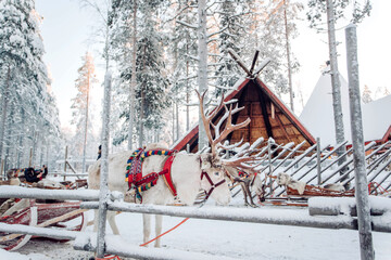 Deer with sledge in winter forest in Rovaniemi, Lapland, Finland © AntonAntonovv