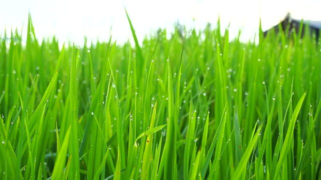 Dew drops on the paddy leaves at Alor Setar, Malaysia.