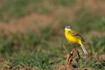 Gele Kwikstaart, Blue-headed Wagtail, Motacilla flava