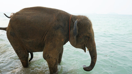 An elephant bathes in the green water of the sea. Big trunk sniffs the camera. Macro photography. Elephant's bristles are visible. In the background, a girl riding an elephant poses. Chang, Thailand.