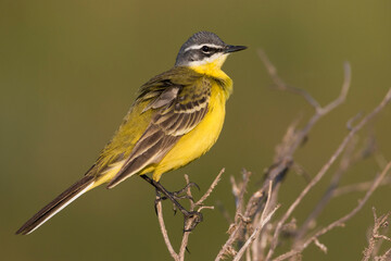 Gele Kwikstaart, Blue-headed Wagtail, Motacilla flava flava