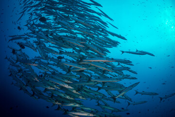 Fototapeta na wymiar Schooling group of barracuda over coral reef in Papua New Guinea