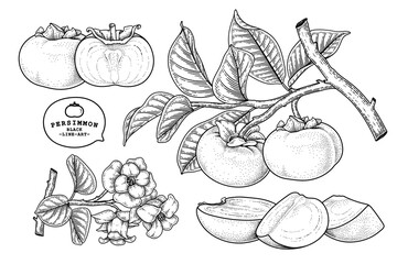 Set of fuyu persimmon fruit hand drawn elements botanical illustration
