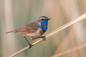 Roodsterblauwborst, Red-spotted Bluethroat, Cyanecula svecica pallidogularis