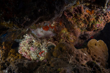 Fototapeta na wymiar Tropical fish swimming above coral reef at liveaboard dive site in Papua New Guinea