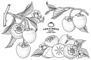 Set of hachiya persimmon fruit hand drawn elements botanical illustration