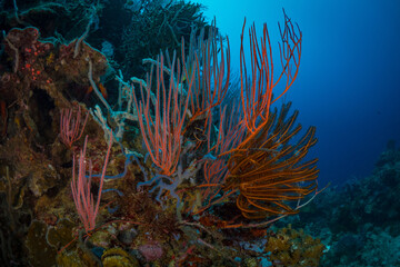 Bright colorful gorgonian sea fans on coral reef