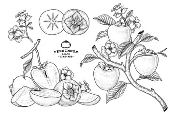 Fototapeta premium Set of hachiya persimmon fruit hand drawn elements botanical illustration