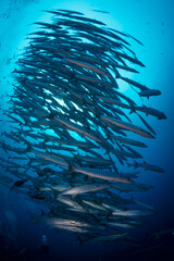 Schooling group of barracuda over coral reef in Papua New Guinea