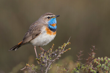 Roodsterblauwborst, Red-spotted Bluethroat, Cyanecula svecica saturatior