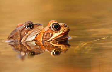 Two mating common frogs, Rana temporaria, in water in Finland