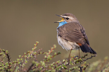 Roodsterblauwborst, Red-spotted Bluethroat, Cyanecula svecica saturatior