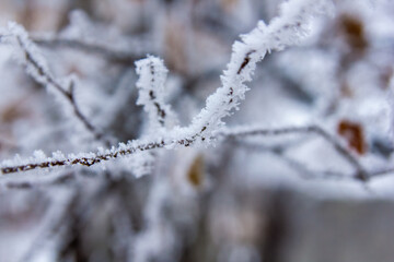 snow covered branches, snow covered trees