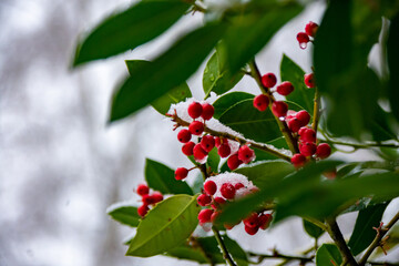 First snow 2021 - Aachen germany