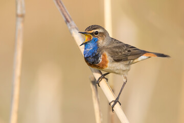 Blauwborst, White-spotted Bluethroat, Cyanecula svecica cyanecula