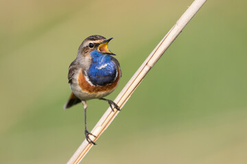 Blauwborst, White-spotted Bluethroat, Cyanecula svecica cyanecula